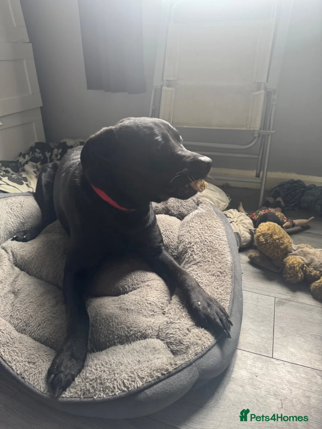 Labrador Retriever dogs for sale: Dog for sale in Dudley - Advert 9