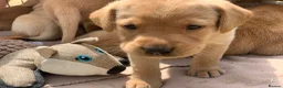Labrador Retriever dogs for sale: Beautiful KC Labrador puppies - Advert 7