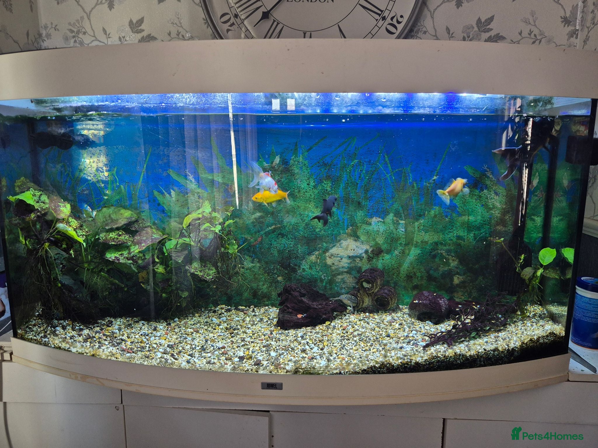 Goldfish fish Bow front fish tank  - Advert 2