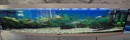 Goldfish fish for sale: Bow front fish tank  in Sheffield - Advert 1