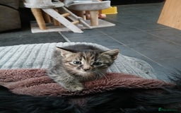 British Shorthair cats for sale: 3 beautiful kittens looking for forever home. - Advert 6