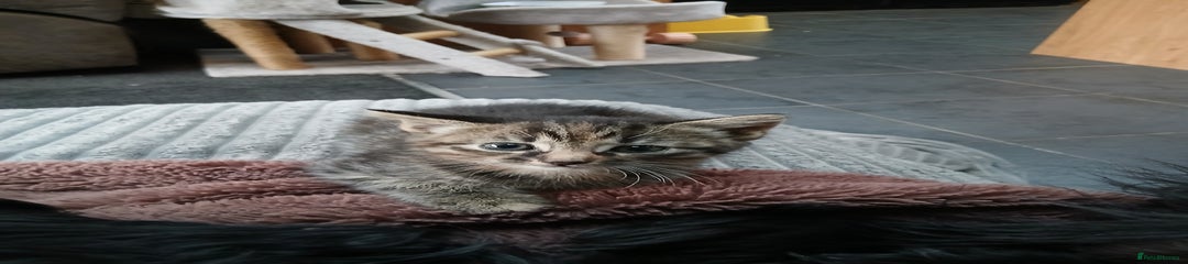 British Shorthair Kitten 2