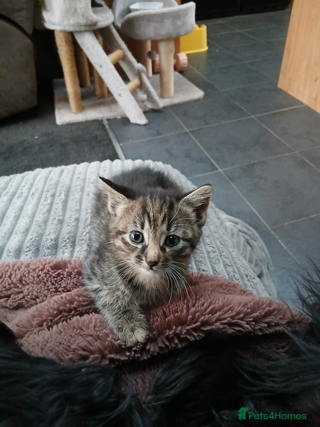 British Shorthair cats for sale: 3 beautiful kittens looking for forever home. - Advert 6