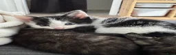 Mixed Breed cats for sale: 2 beautiful boys looking for homes. - Advert 3
