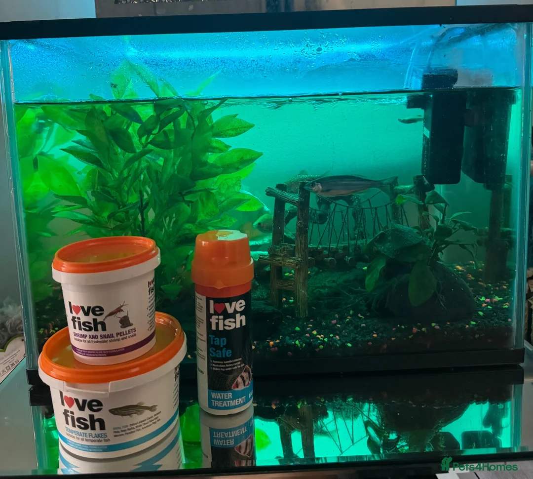 Other/Mixed Breed fish for sale: Fish  - Advert 2