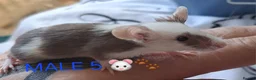 Mouse rodents for sale: MALE FANCY MICE 🐁🐾 in South Shields - Advert 15
