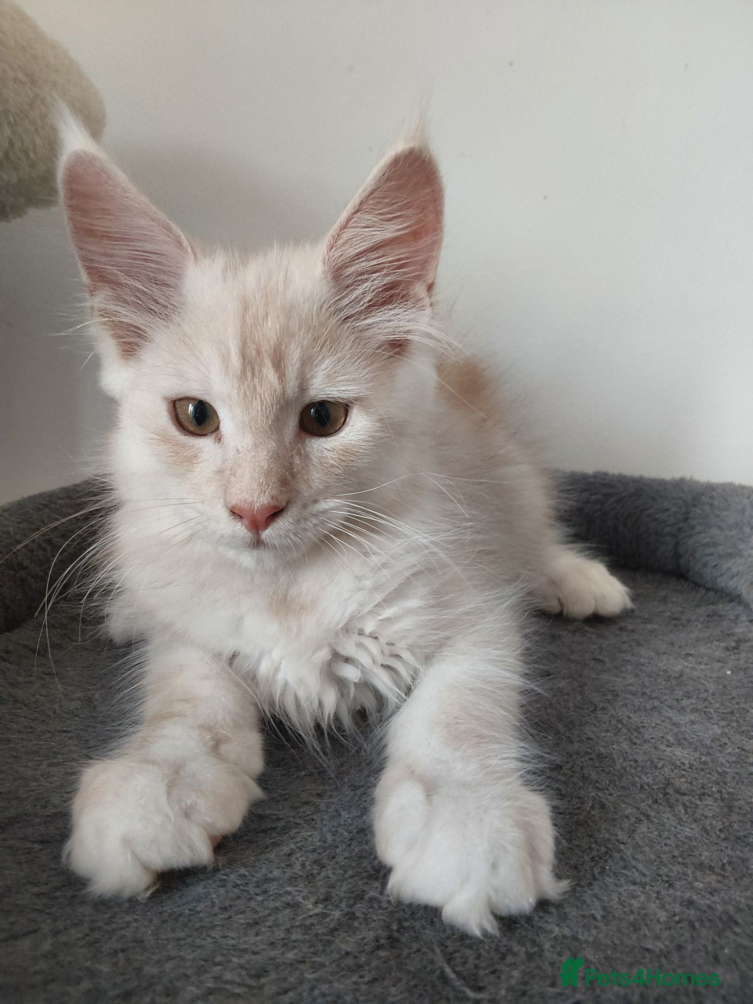 Maine Coon cats  RARELY LION KING - Advert 8