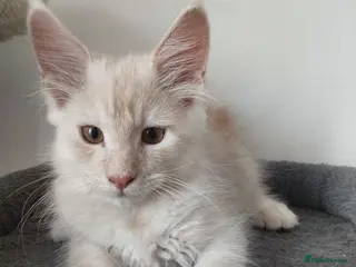 Maine Coon cats RARELY LION KING - Advert 8