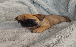 Bullmastiff dogs for sale: K.c registered Bullmastiff puppies  - Image 14