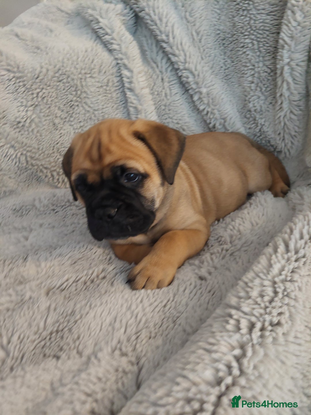Bullmastiff dogs for sale: K.c registered Bullmastiff puppies  - Image 14