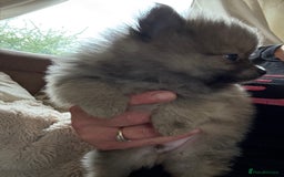 Pomeranian dogs for sale: STUNNING mini Pomeranians  - Image 5