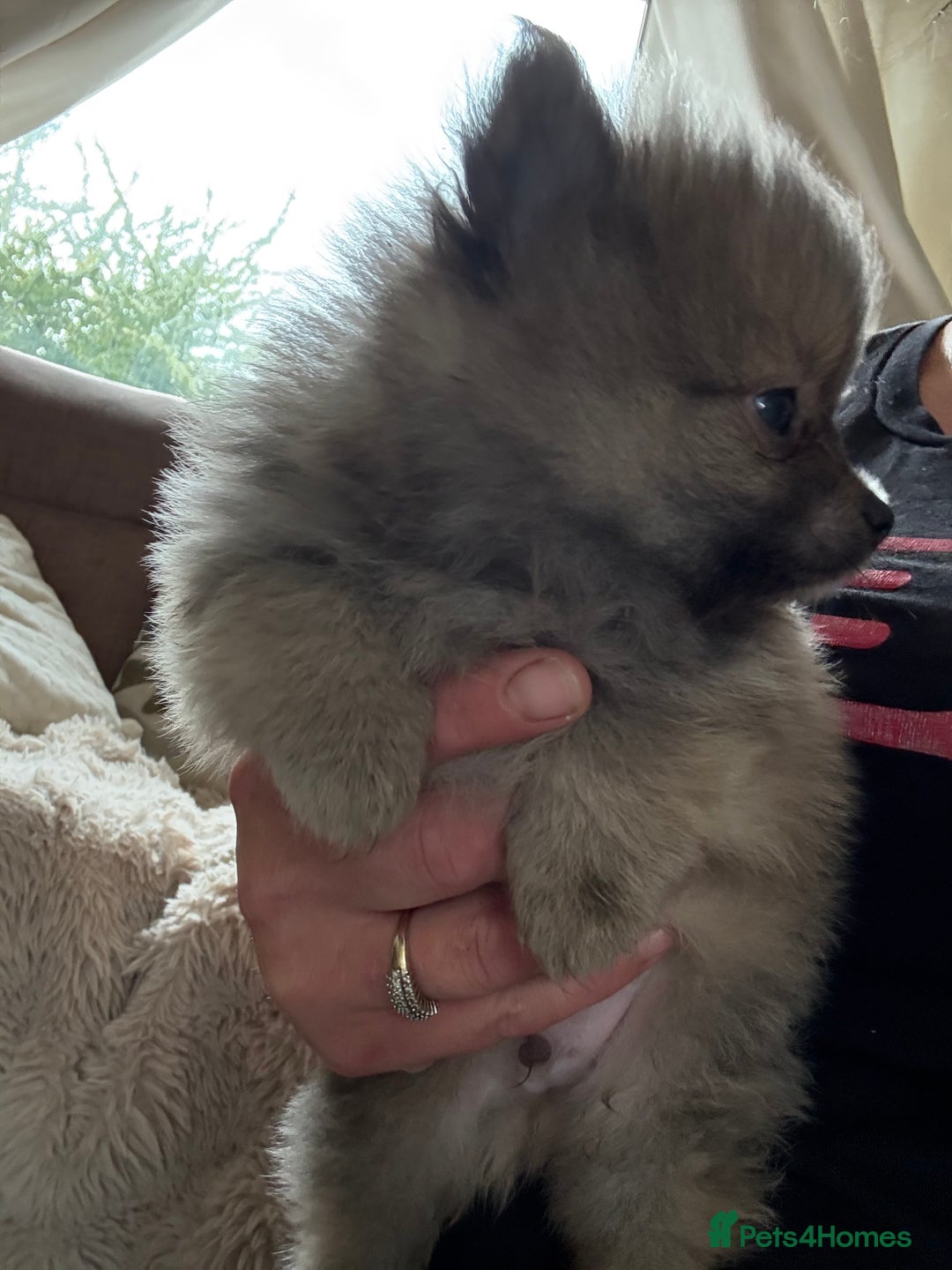Pomeranian dogs for sale: STUNNING mini Pomeranians  - Image 5