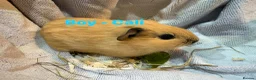 Guinea Pig rodents for sale: Ready to leave - Male & Female Guinea pigs  - Advert 9