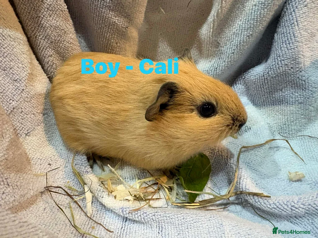 Guinea Pig rodents for sale: Ready to leave - Male & Female Guinea pigs  - Advert 9