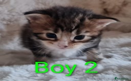 Maine Coon cats for sale: 100% Maine Coon Kittens DNA HEALTH TESTED PARENTS  - Image 21