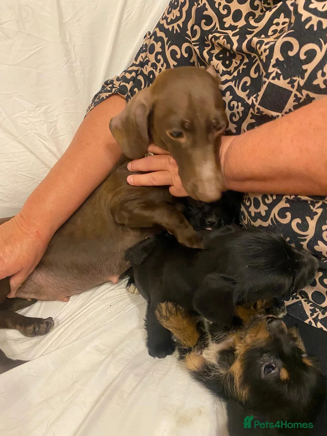Mixed Breed dogs for sale: Beautiful dachshund/shih Tzu puppy’s  in Doncaster - Advert 3