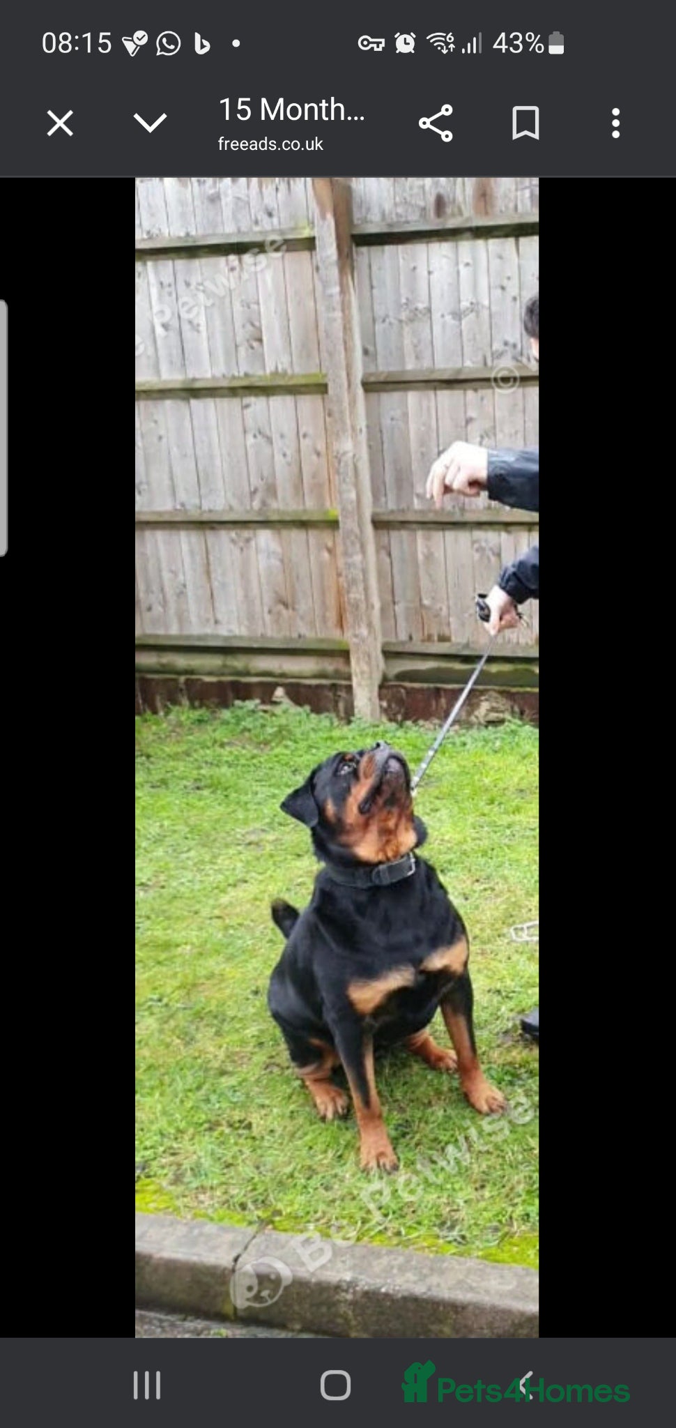 Rottweiler dogs Rotweiler - Advert 1