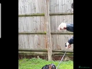 Rottweiler dogs Rotweiler - Advert 1