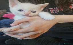 Sphynx cats for sale: Snow coated shpynx with sky blue eyes - Image 10