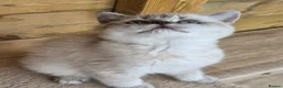 British Shorthair cats for sale: British shorthaired  - Advert 9