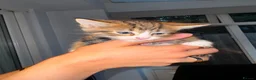 Mixed Breed cats for sale: Mixed breed kittens for sale in Leicester - Advert 5