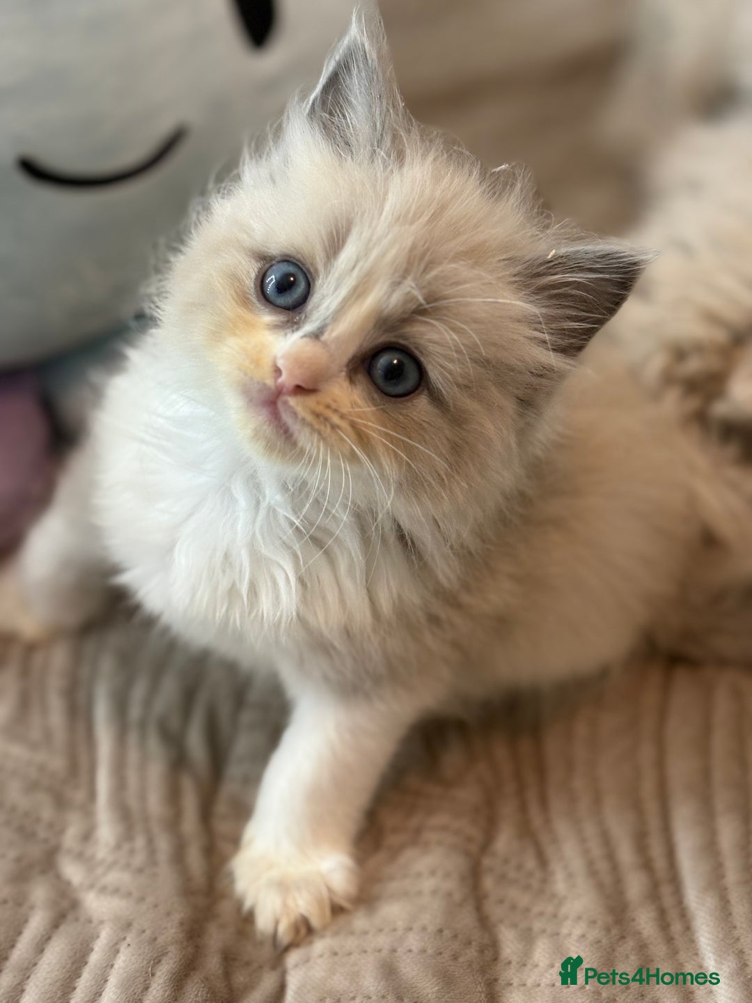 Ragdoll cats for sale: Full pedigreed ragdoll kittens  - Advert 5