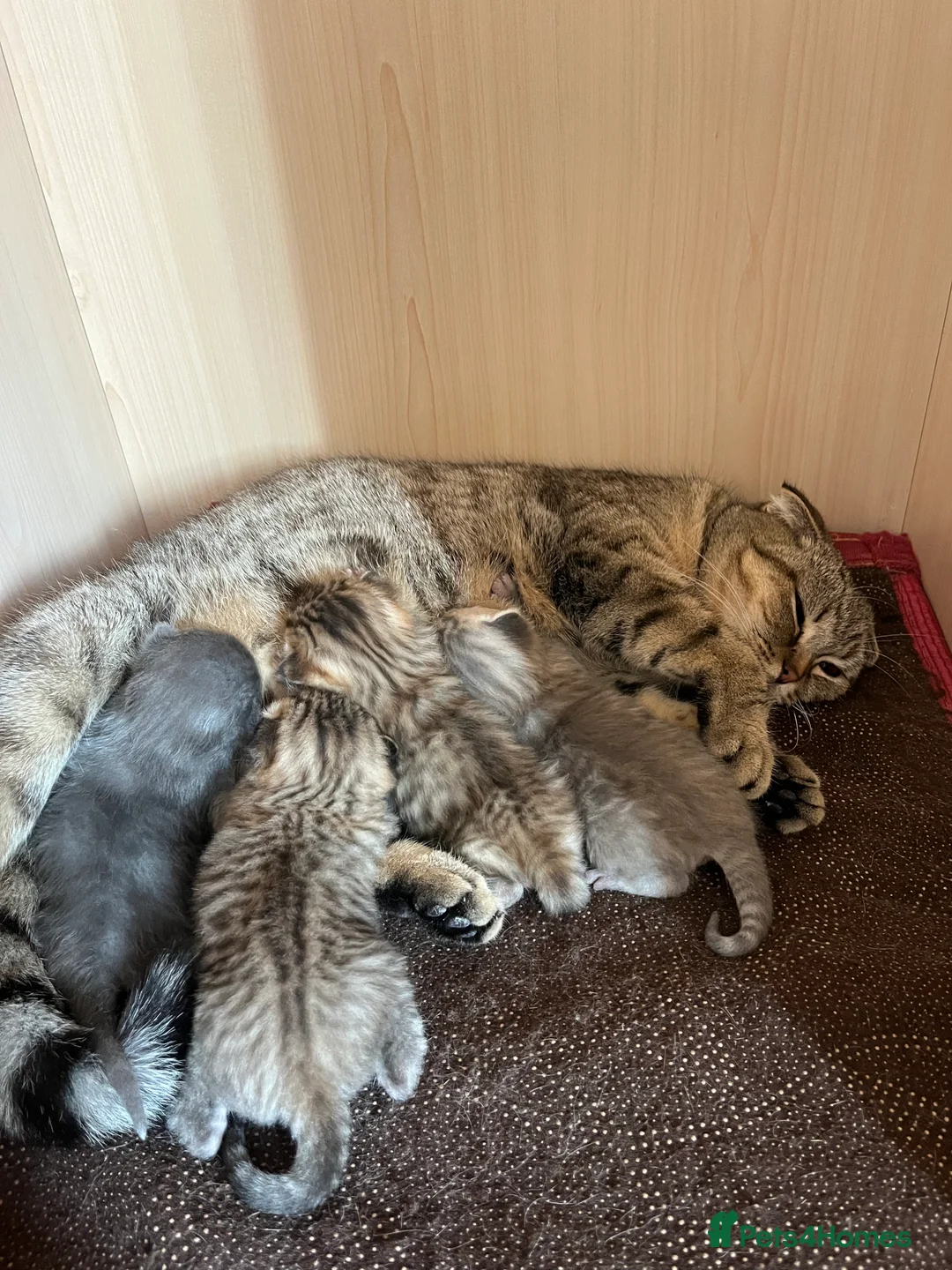 Scottish Fold cats for sale: Scottish fold - Advert 4