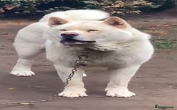 Akita dogs for sale: Pedigree American Akita  - Image 5