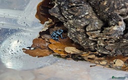 Frog reptiles for sale: Bioactive Planted 40×40×60cm Vivarium+2 dartfrogs  - Image 2