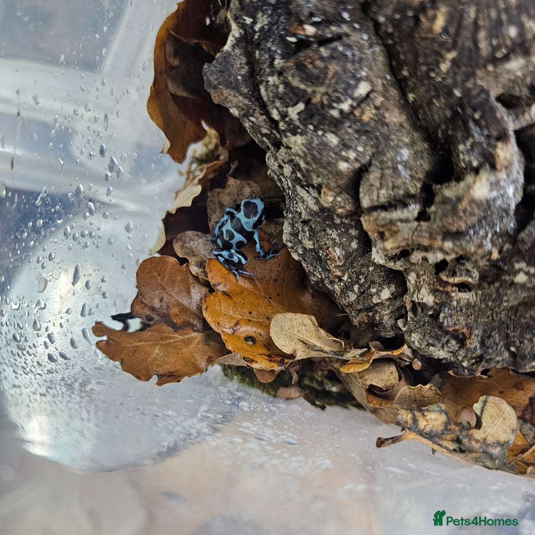 Frog reptiles for sale: Bioactive Planted 40×40×60cm Vivarium+2 dartfrogs  - Image 2