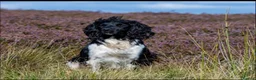English Springer Spaniel dogs for sale: 1 lovely black and white springer spaniel  - Advert 5