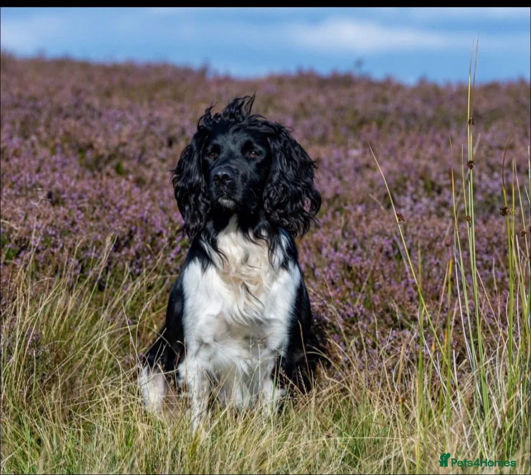 English Springer Spaniel dogs for sale: 1 lovely black and white springer spaniel  - Advert 5