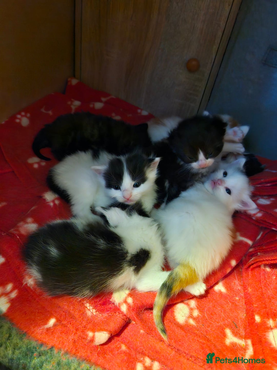 Maine Coon cats for sale: Maine Coon Cross Kittens - Advert 2