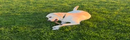 Labrador Retriever dogs for sale: Pedigree KC Male Labrador Retriever 15 Months  - Advert 4