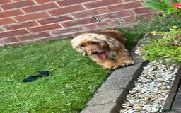 Cocker Spaniel dogs for sale: Gorgeous Show Spaniel, KC Registered  - Image 3