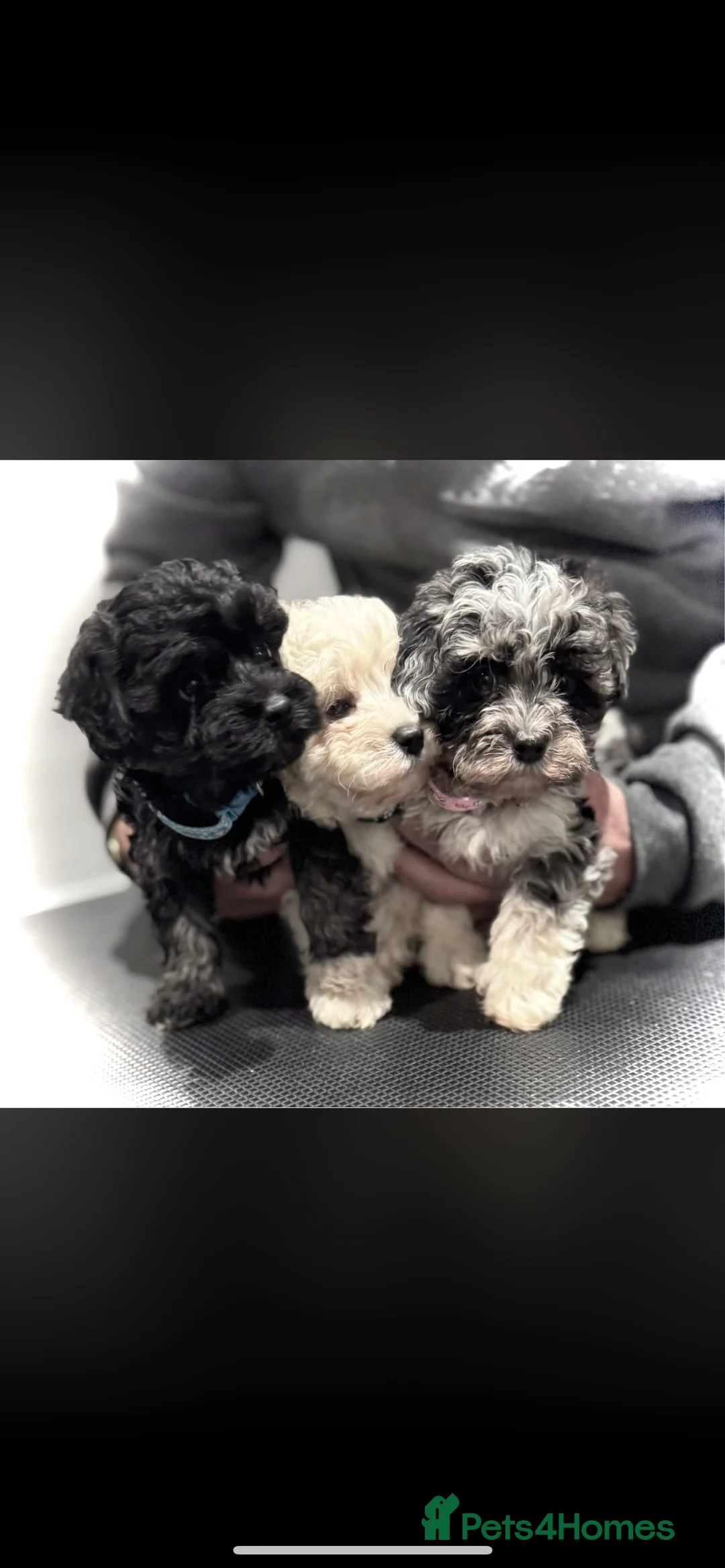 Maltipoo dogs for sale: STILL AVAILABLE!!! Stunning F1 Maltipoos  - Advert 26