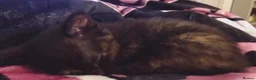 Mixed Breed cats for sale: URGENT REHOMING TODAY ! Kimmi :3 in Blackpool - Advert 3