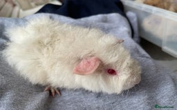 Guinea Pig rodents for sale: Baby Guinea Pigs for sale  - Image 18