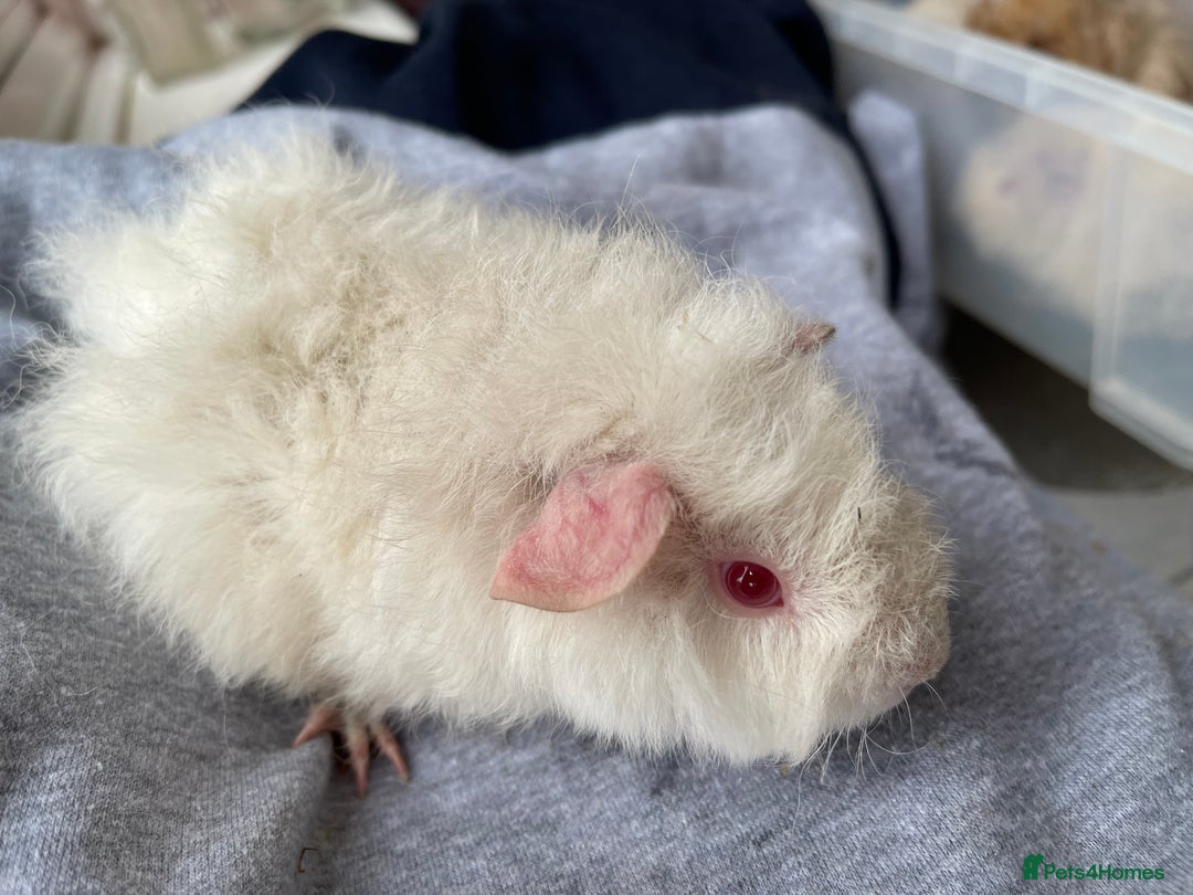 Guinea Pig rodents for sale: Baby Guinea Pigs for sale  - Image 18
