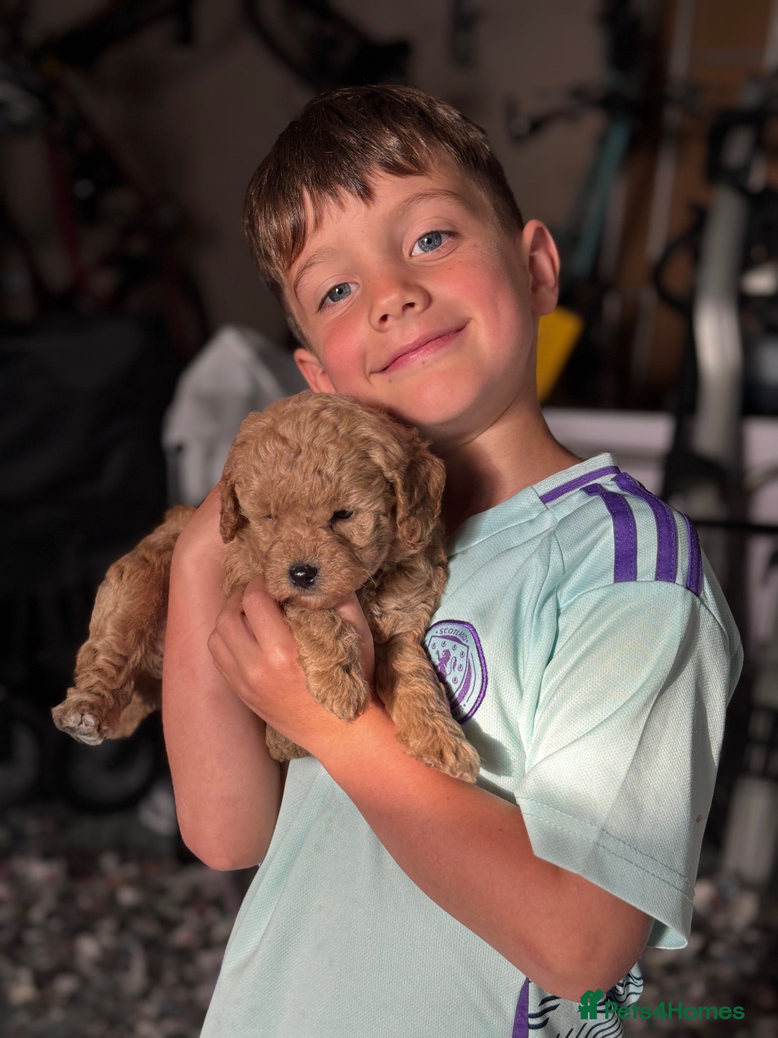 Labradoodle dogs Multi Gen Mini Labradoodle Puppies - Advert 2
