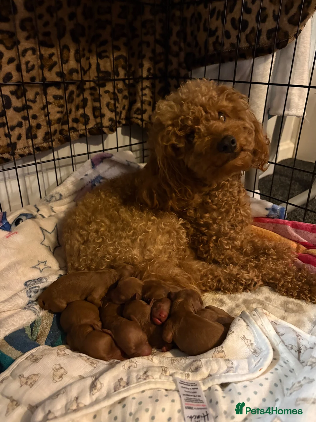 Cockapoo dogs for sale: Cockapoo - Advert 1