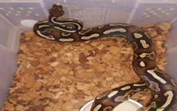 Python Snake reptiles for sale: Adult Royal Python's for sale - Image 8