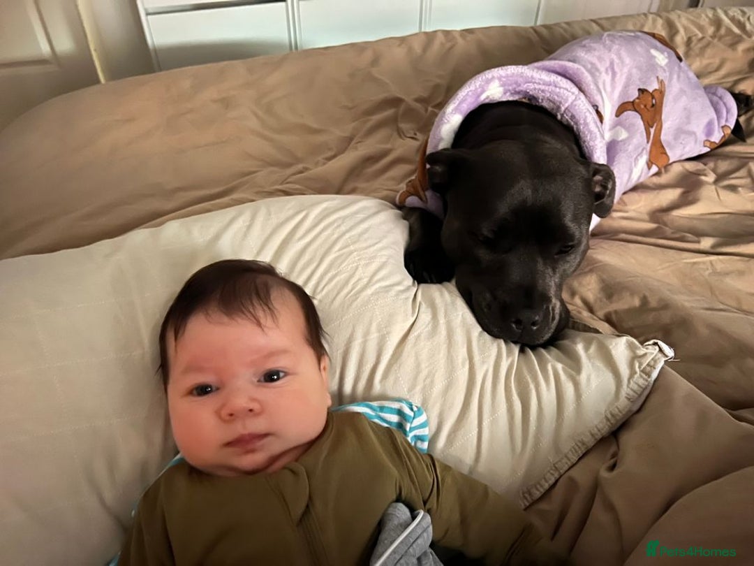 Staffordshire Bull Terrier dogs for sale: Outstanding  %100 Health Tested Staffy Puppies - Advert 13