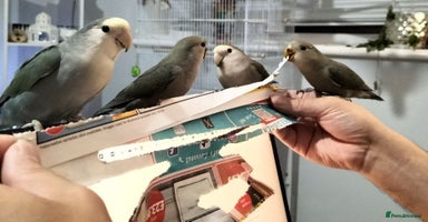 Lovebirds birds - Advert 9