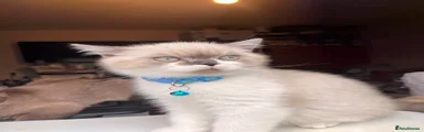 Ragdoll cross Kitten Dudu