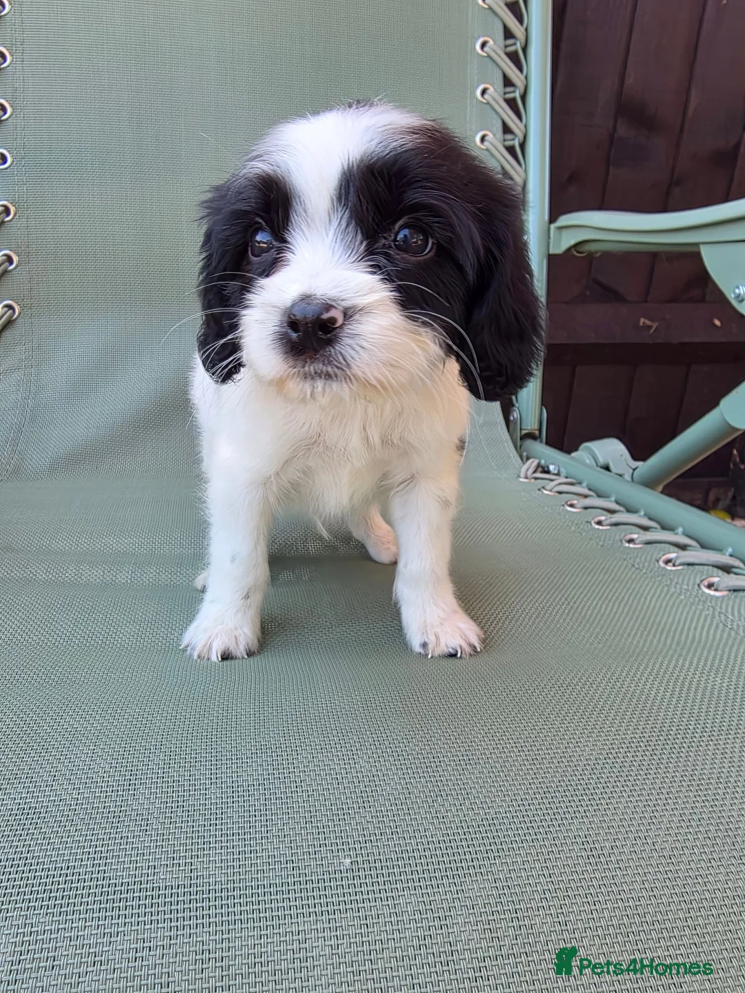 Cavapoo dogs for sale: Beautiful f1b cavapoo puppies  - Advert 20
