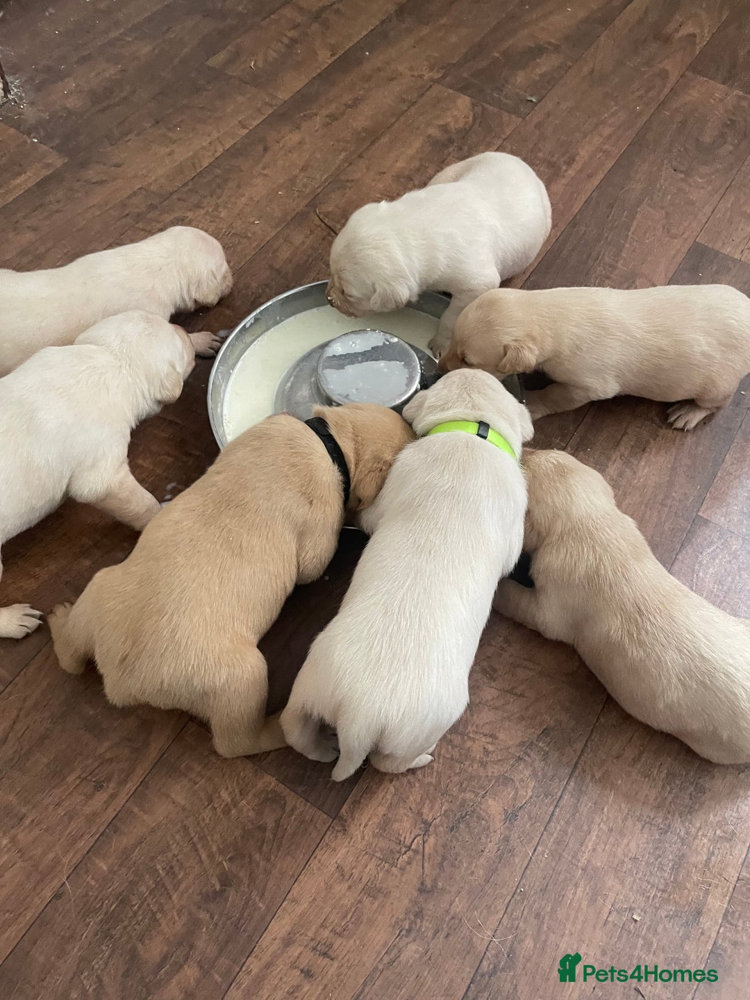 Labrador Retriever dogs for sale: Labrador puppies 5 gen pedigree health tested - Image 35