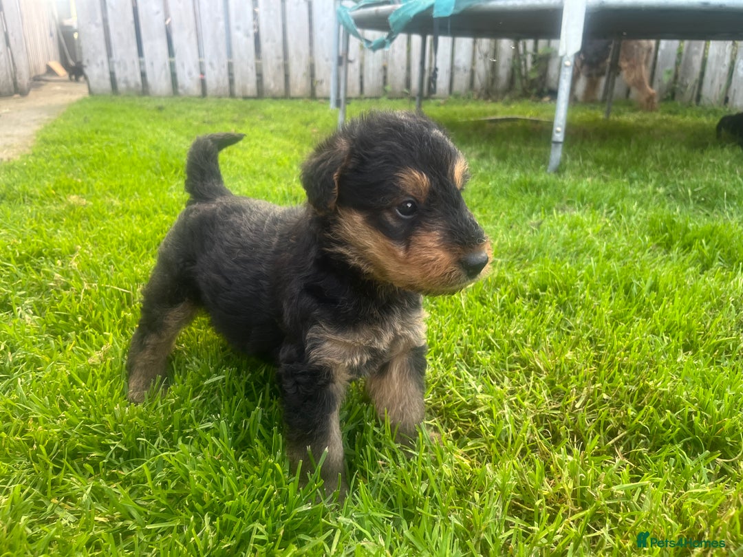 Airedale Terrier dogs for sale: Airedale Terrier Puppy 9 - Quality Airedale terrier pups - Image 6