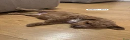 Australian Labradoodle dogs for sale: Australian Labradoodle Puppies - Advert 9