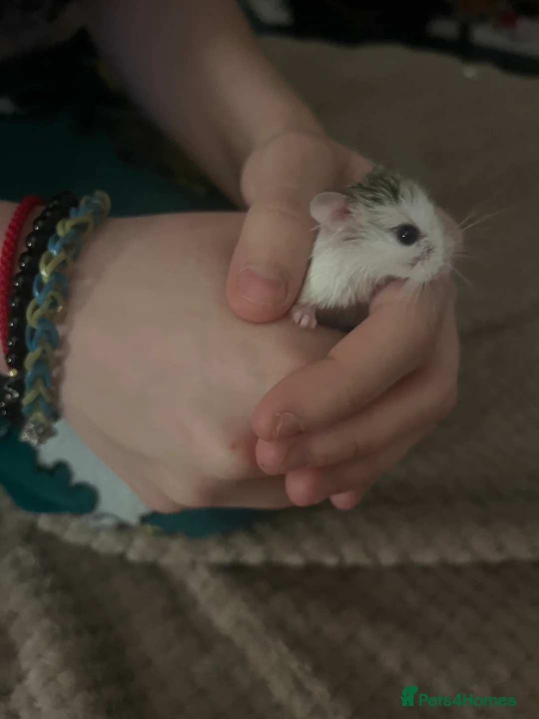 Hamster rodents for sale: Female robo dwaf hamster  - Advert 4